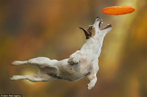Claudo Piccoli Photographs Canines Catching Frisbees At Disc Dog 2016