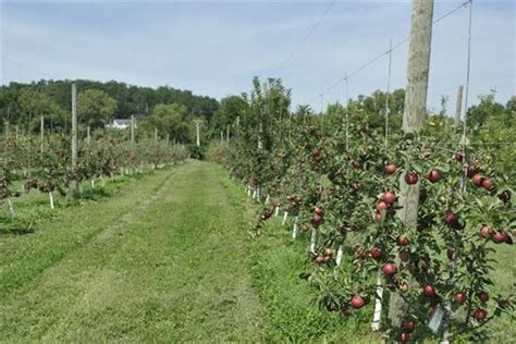 Growers Switch To High Density Apple Farming Say It Fetches Good