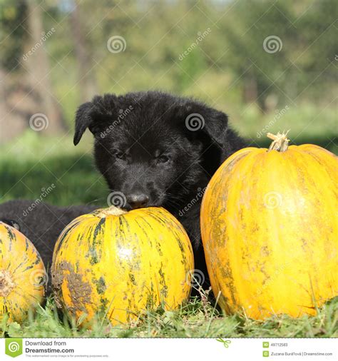 Amazing Puppy Of German Shepherd With Pumpkin Stock Image Image Of