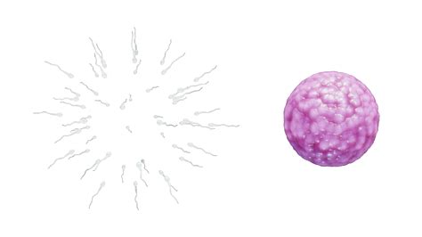Human Fertilization Of Sperm And Egg Cell Ovum 3d Model