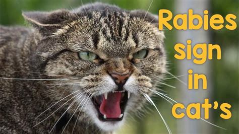 Can Rabies Transfer From Cat To Human Rabies In Cat Rabies Sign In Cat Cat Bite Vaccination