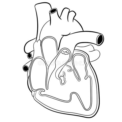 Vector Human Heart Anatomy Educational Illustration Stock Vector