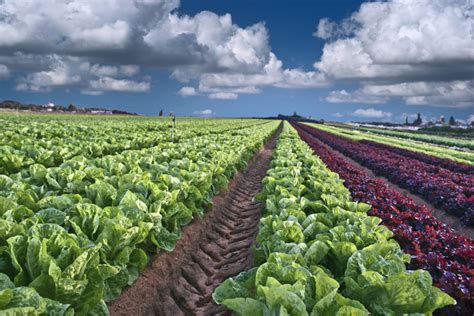 California May Be Source Of Latest Romaine Lettuce Outbreak 2018 11