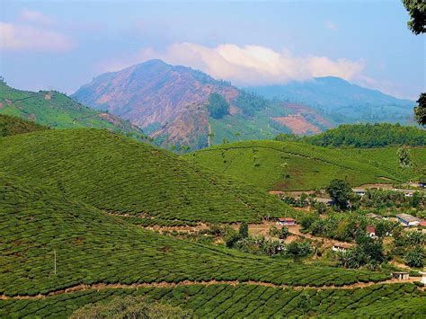 Browse and download the best free stock tea plantation images. Tea Plantation Photograph by Art Spectrum