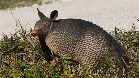 Armadillos Linked To Leprosy The Globe And Mail
