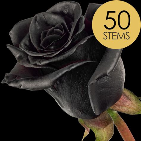 Black Roses Tinted From 99p Buy Send Black Roses Black Rose