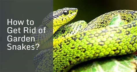 You can make your garden less attractive to snakes by keeping shrubs trimmed, lawns mowed and the garden generally tidy. How to Get Rid of Garden Snakes? | Igra World
