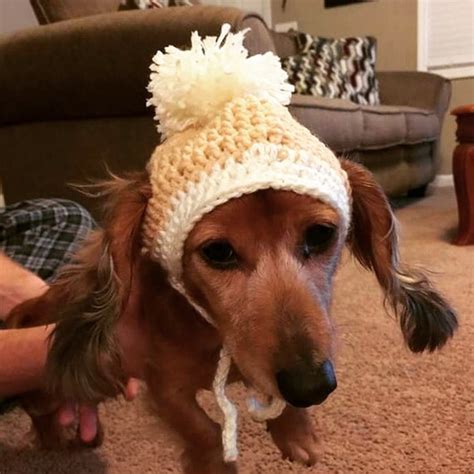 Dog Hat Crochetedcrochet Dog Hatcrochet Pet Hatcrochet Etsy