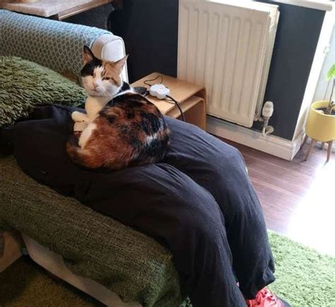 Couple Create Fake Lap For Their Clingy Cat Cats Dog Help Cat Stands