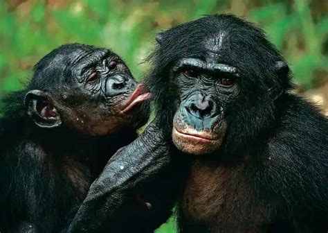 7 Chimpanzee Vs Gorilla Points Of Great Significance Primates Park