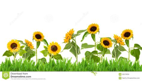 Field Of Sunflowers Clipart 20 Free Cliparts Download Images On