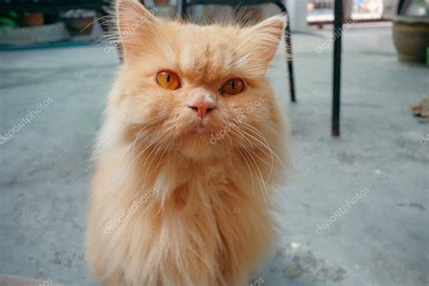Check spelling or type a new query. Orange persian cat sit on the concrete floor — Stock Photo ...