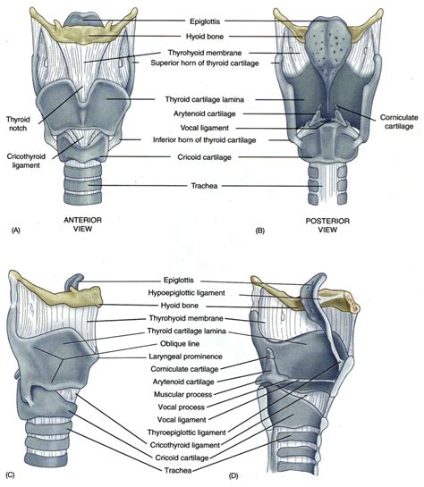 Framework Of Larynx Speech Language Pathology Speech Pathology