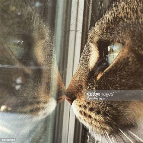 Reflective Animal Eyes Photos And Premium High Res Pictures Getty Images