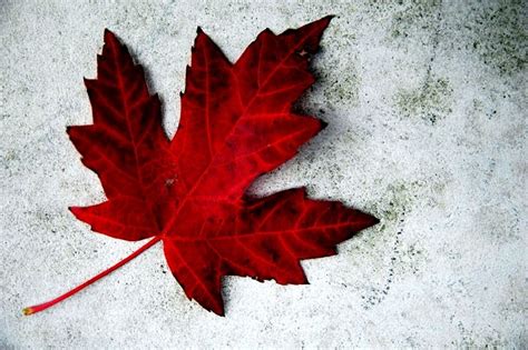Le 1er juillet est un congé férié. ¿Cómo es CANADA?: Happy Canada Day! - Joyeuse Fête du Canada!