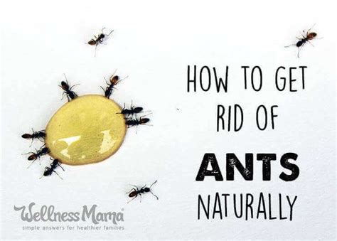 How To Get Rid Of Ants Naturally Wellness Mama