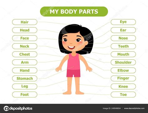 Body Parts Anatomy Children Cartoon Vector Illustration Card Teaching