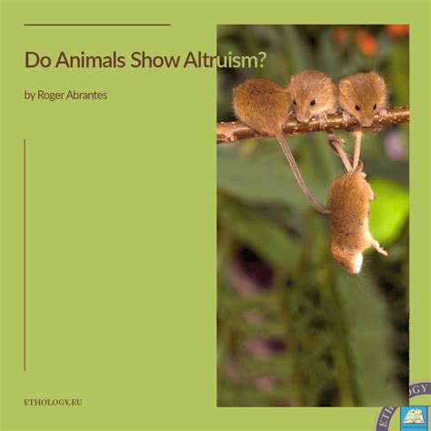 Animal Behavior Archives Ethology Institute