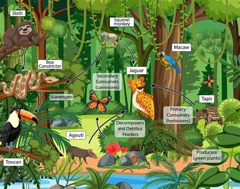 Food Chain Diagram Concept On Forest Background In 2022 Food Chain