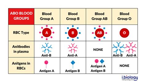Blood Types Physiology ABO And Rh Blood Groups Interactive Biology