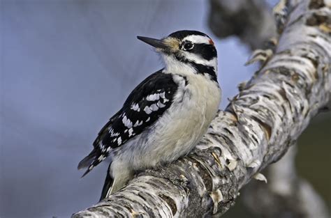 Identifying Winter Birds In Milwaukee