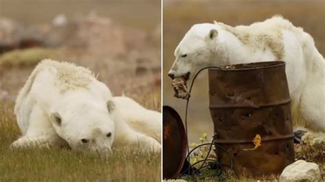 Video Of A Polar Bear Almost Dying Due To Global Warming Is