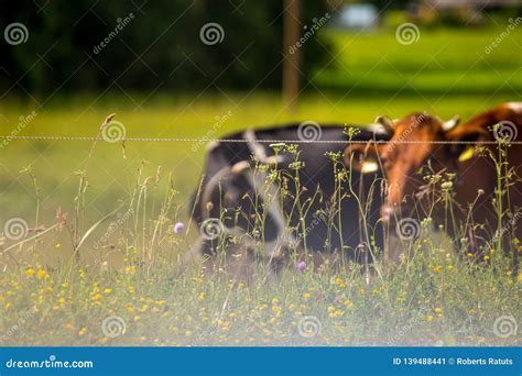 Cows Pasture In Green Meadow In Mist Stock Image Image Of Outdoor