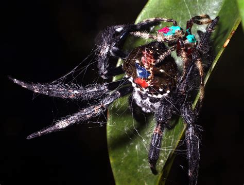 The Ungentle Joy Of Spider Sex