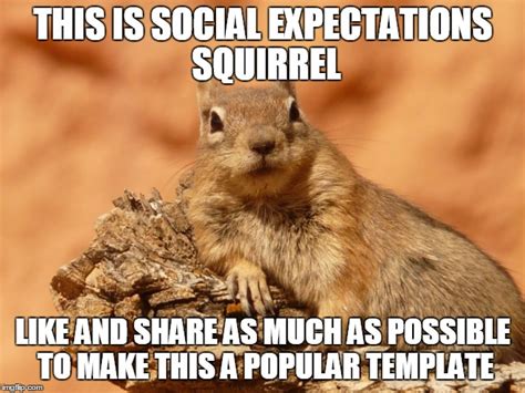 Social Expectations Squirrel Imgflip