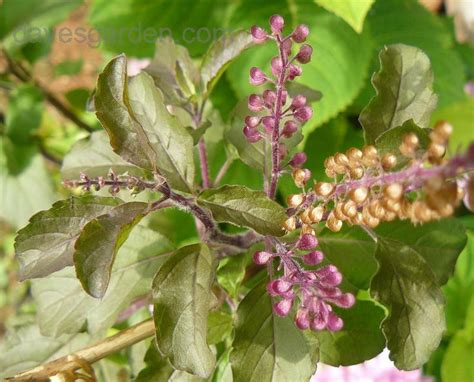 Health Benefits Of Holy Basil Hb Times