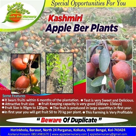 Kashmiri Apple Ber Plant ऐप्पल बेर प्लांट Arefin Nursery North 24 Parganas Id 20106404973