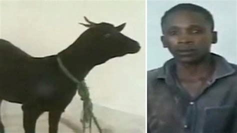 man caught red handed having sex with a goat in an hot sex picture