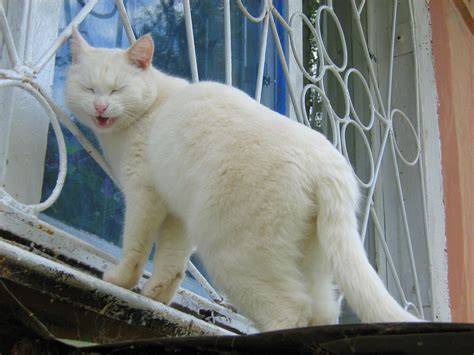 Cute Domestic White Cat — Russian Cats Pictures