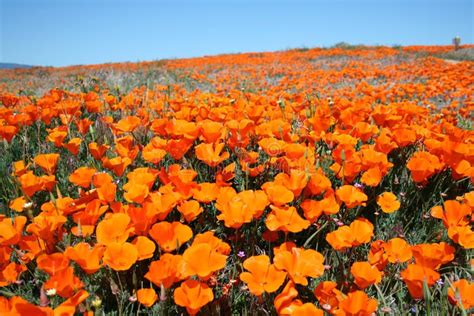 California Poppy Field Stock Photo Image Of California 14147492