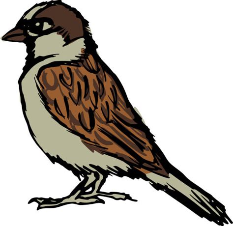 House Sparrow Clip Art Vector Images And Illustrations Istock