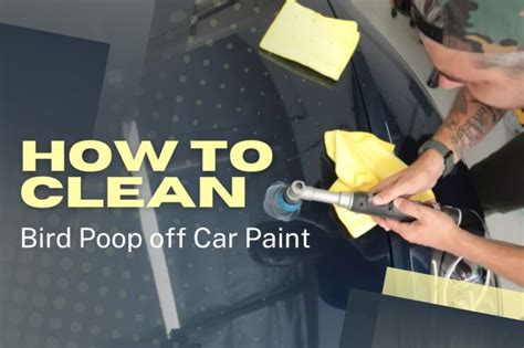 How To Clean Bird Poop Off Car Paint Clean Them Safely And Effectively