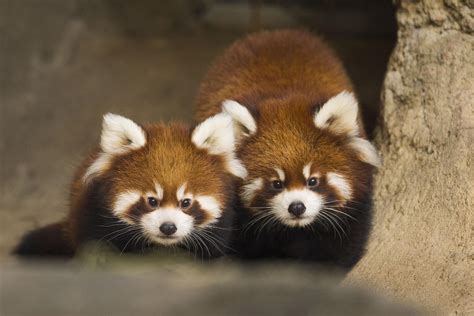 Red Panda Cubs Leaving Lincoln Park Zoo Chicago Tonight Wttw