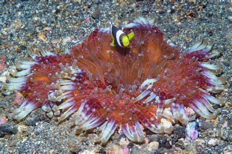 Saddleback Anemonefish Photograph By Georgette Douwma Science Photo Library Pixels