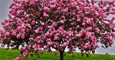 The size of flowers is different. Crab Apple Trees: Bust or Boon?