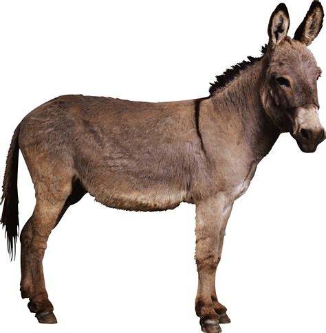 Real Donkey Png Please Read The Whole Listing Frikilo Quesea
