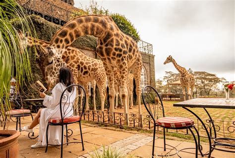 Hanging with Giraffes at Giraffe Manor in Nairobi | Nairobi Safaris Tours