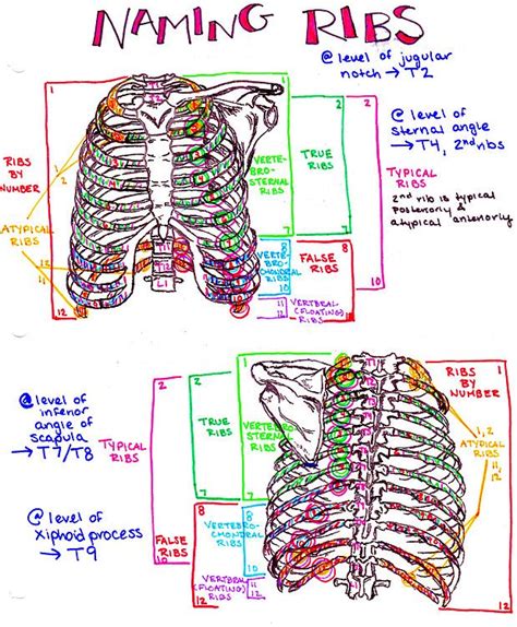 Pin By Hansons Anatomy On Med School Study Guides Medical School