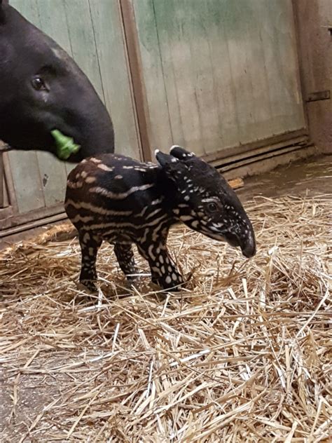 New Malayan Tapir Calf At Antwerp Zoo Zooborns