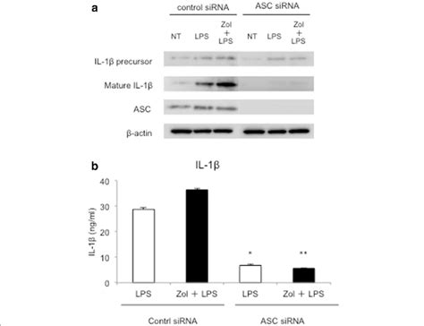 Role Of Nlrp3 In Il 1β Secretion Induced In Lps Treated Thp 1 Cells