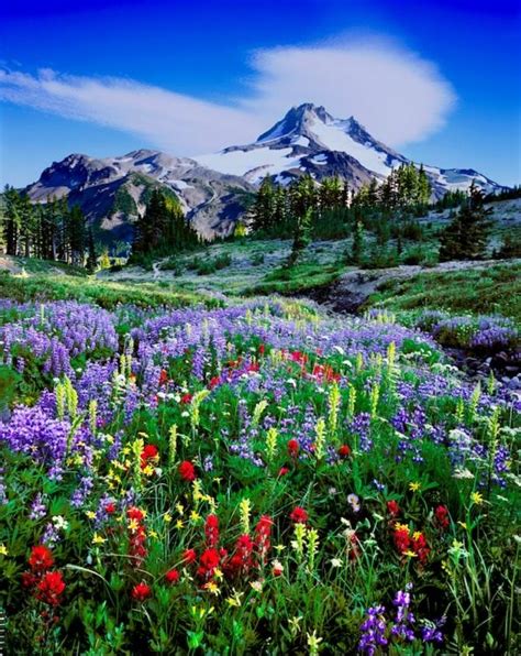 Wildflowers Oregon Oregon Landscape Landscape Photography Fine