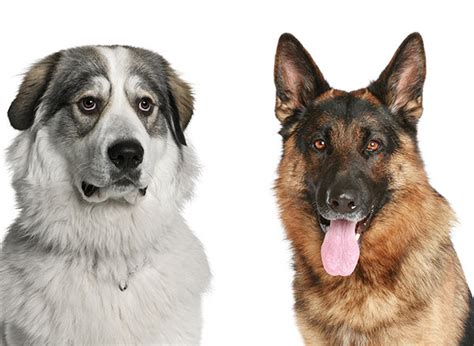 We did not find results for: German Shepherd Great Pyrenees Mix (Shepnees): The ...