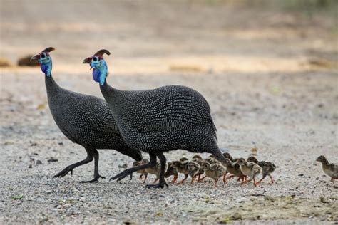 Consider raising guinea fowl on your homestead: Helmeted Guineafowl - 14 Fun Facts About the Chicken-Like ...