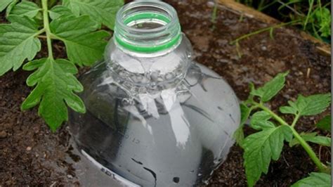 To free up your time and keep container plants well hydrated, install this homemade drip irrigation system and keep your garden pots filled moisture and happy plants. Repurpose a Soda Bottle Into a DIY Irrigation System ...