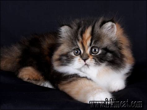Cfa registered silver persian kittens. The Most Ignored Answer for Calico Persian Kittens For ...