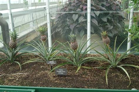 How To Grow A Pineapple Top Indoors Pineapple Planting Growing